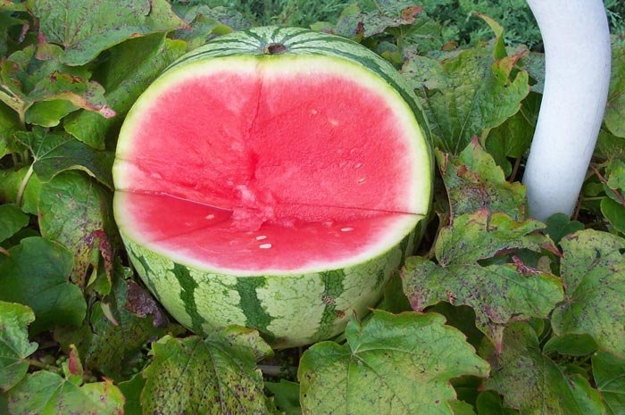 Despre importanţa apei în buna funcţionare a organismului 108471