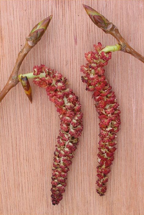 Despre efectele tămăduitoare ale mugurilor de plop 109061