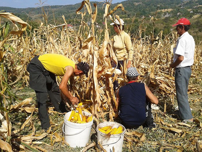 Zgubea, satul care îmbătrâneşte între păduri 109169