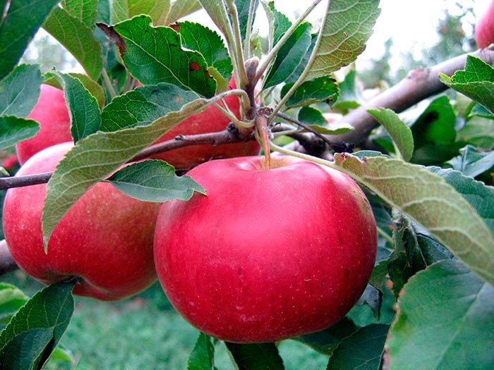 Merele atacă smalţul dinţilor 109211