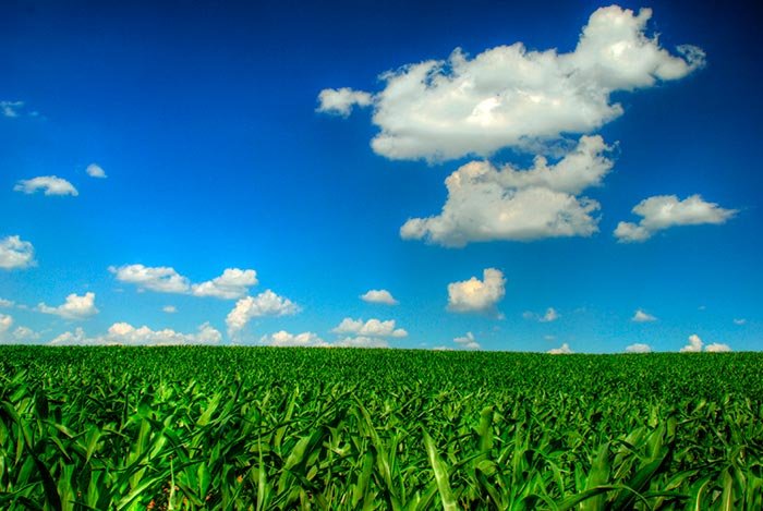 Stăm bine la producţia de porumb 109422