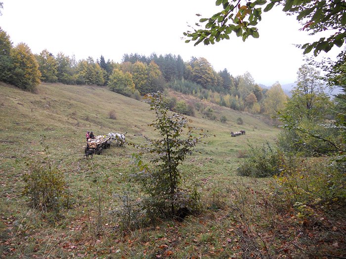 Soveja, ca un pansament pe rana uitării 109735