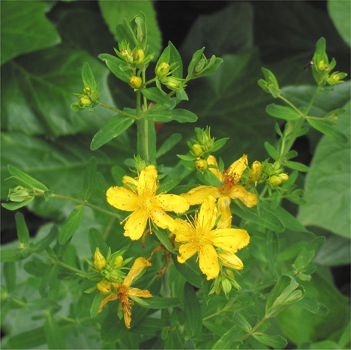 Cataplasmele de sunătoare combat durerea de sciatică 109788