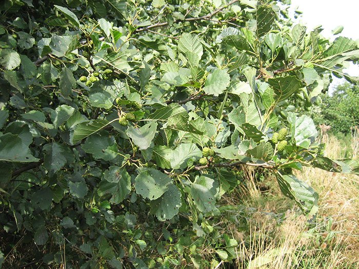 Despre proprietăţile terapeutice ale arinului 109814