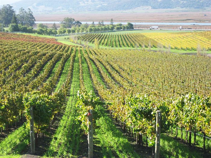 Străinii au peste 700.000 hectare de teren în România 110157