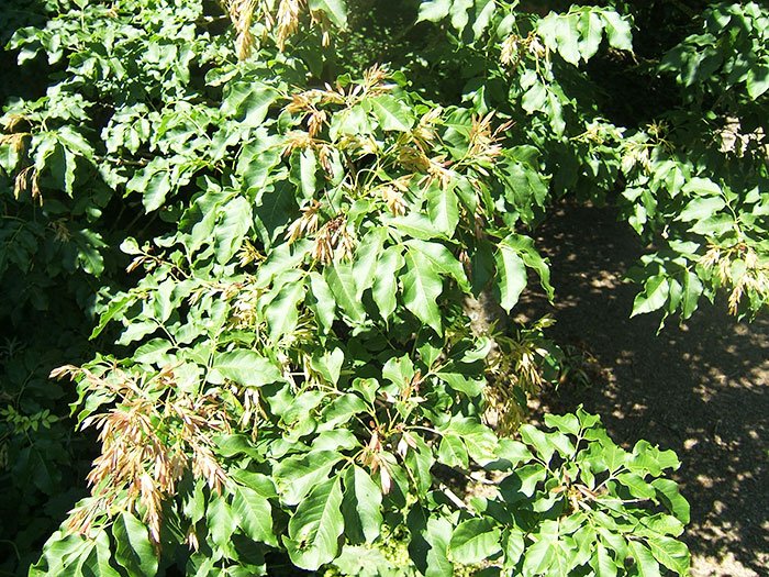 Decoctul din muguri de frasin reglează nivelul colesterolului 110162