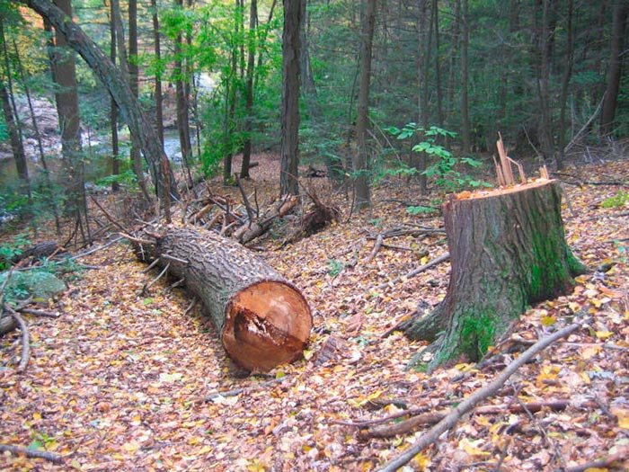 „Plânsul pământului şi al celor săraci este unul şi acelaşi“ 110434