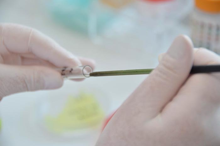 Remediu promiţător în prevenirea maladiei SIDA 110417