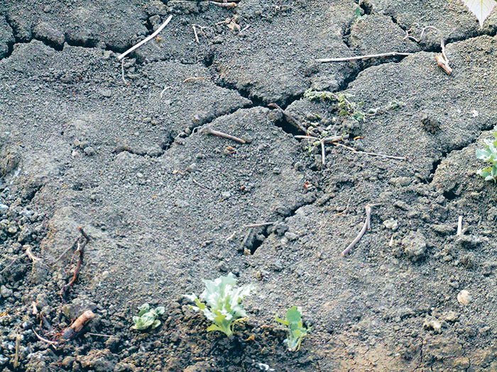 Îndemn la rugăciune pentru ploaie 110463