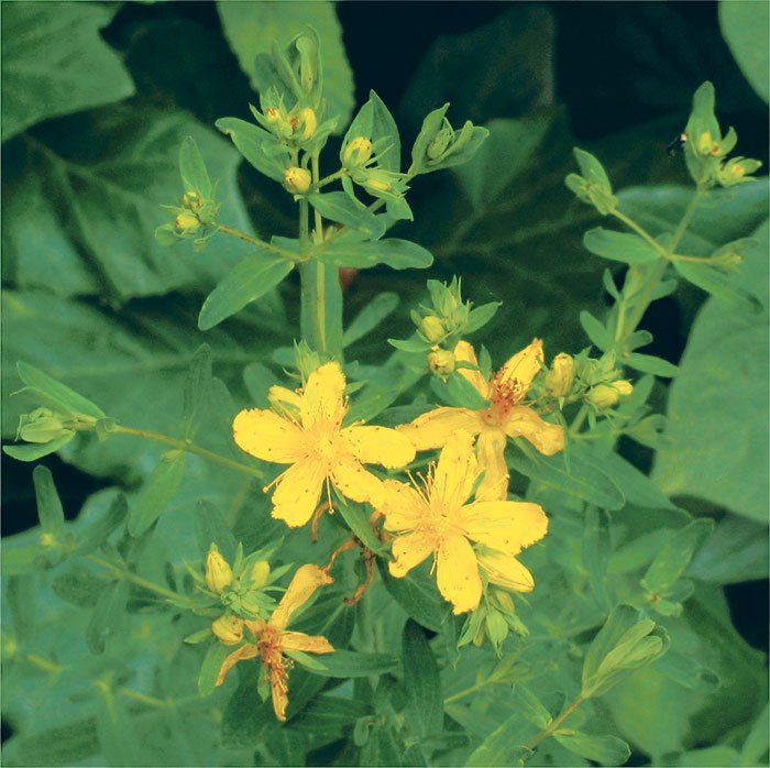 Răspundem cititorilor: Cataplasmele cu herba de sunătoare calmează durerile în sciatică 110457