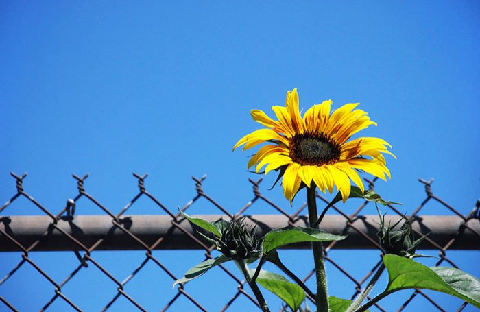 Fidel mie sau celorlalţi? 110559