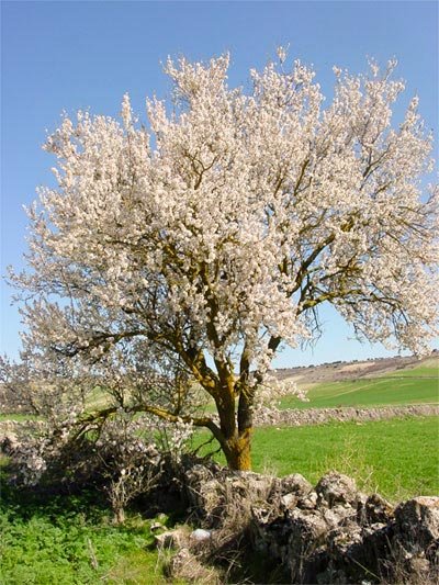 Ce legătură este între migdal şi pronie? 91668