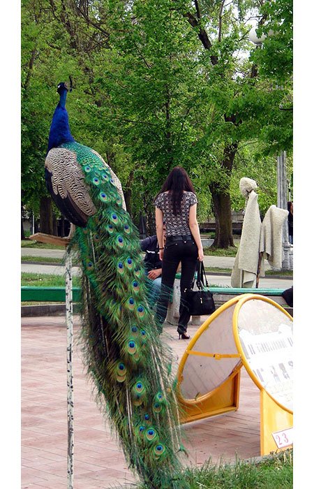 Fascinaţia Caucazului 91786