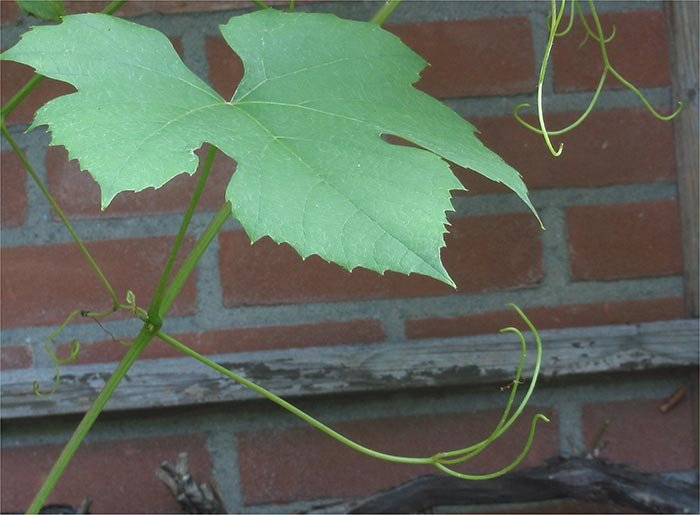 Tratamente naturiste contra conjunctivitelor de primăvară 92910