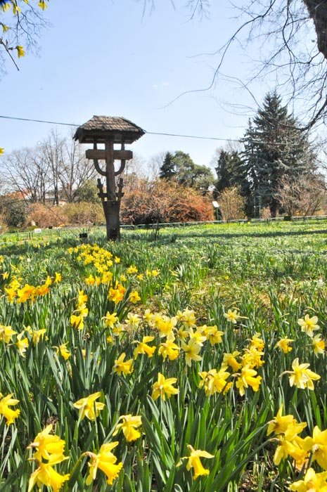 Primăvară, bun venit! 93037