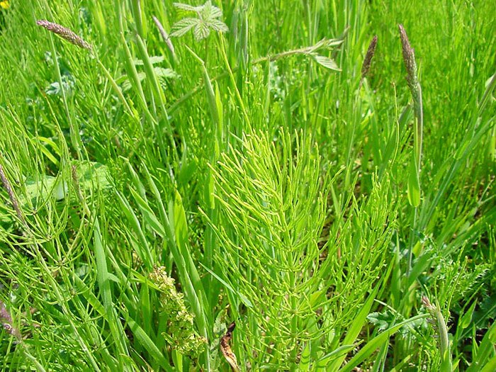Tratamente naturiste contra blocajelor renale 93050