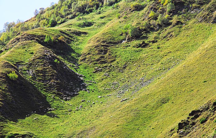 Ciobănaşi mioritici şi caucazieni 93334