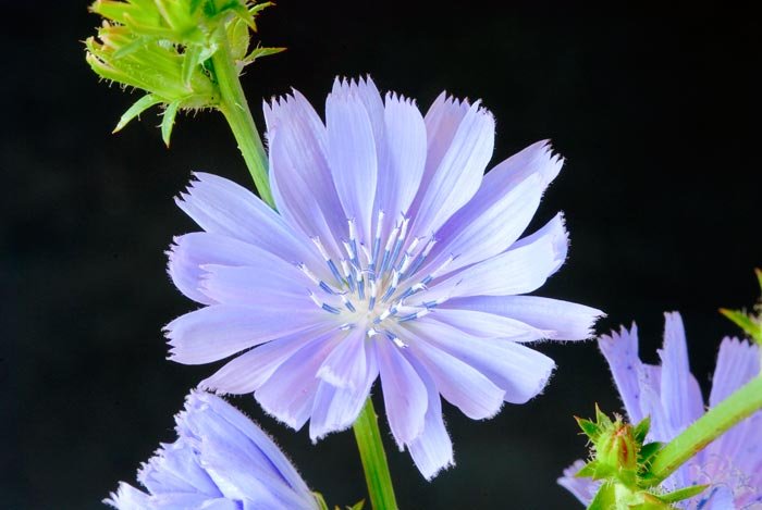 Cicoarea, prietena ficatului 93667