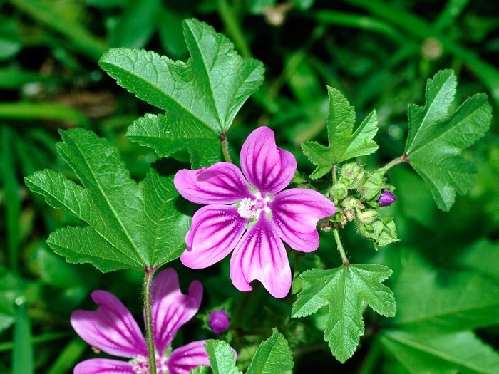 Scăpaţi de amigdalită cu gargară de nalbă de pădure 93900