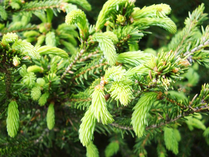 Proprietăţile terapeutice ale mugurilor şi cetinei de brad 94014