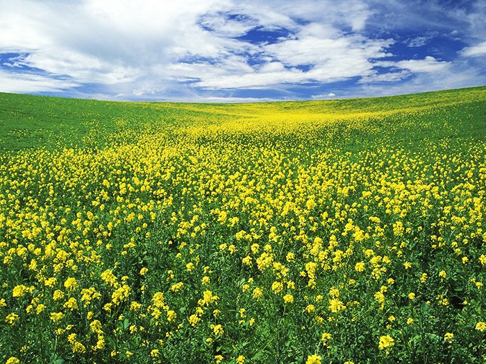 Grăuntele de muştar 94267