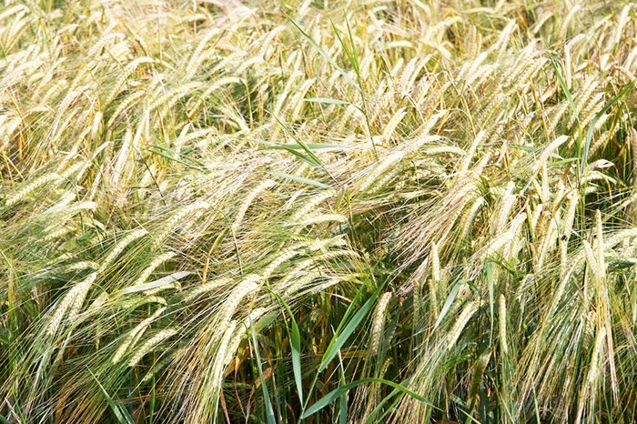 „Dacă bobul de grâu nu moare…“ 94371