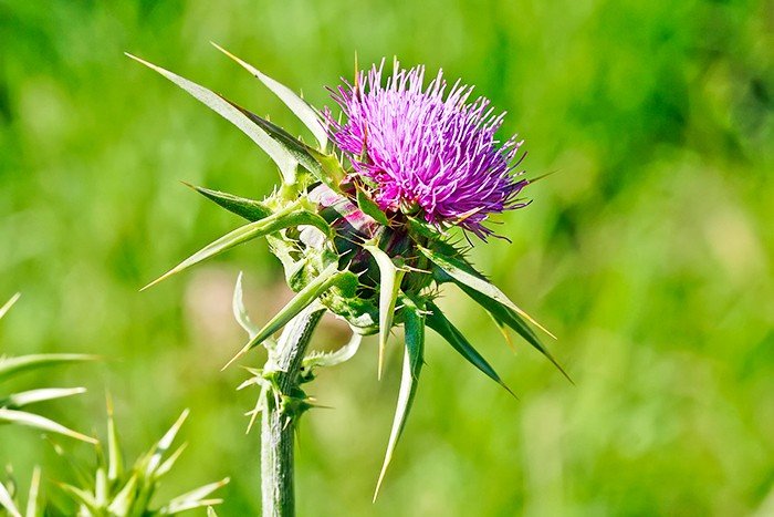 Decoctul de armurariu combate hemoragiile nazale 91263