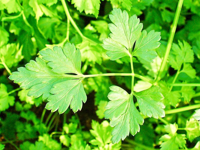 Pătrunjelul, o sursă sigură de sănătate 91266