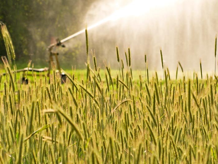 Reduceri la tariful pentru irigaţii 91212