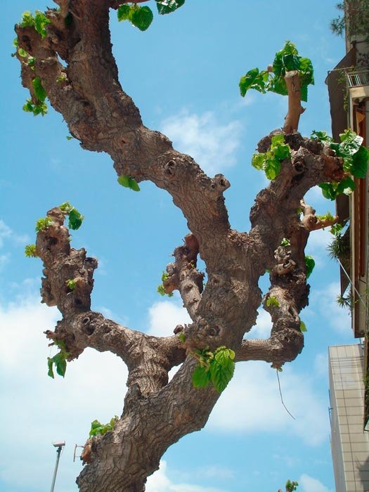 Pe culmea vieţii 91196