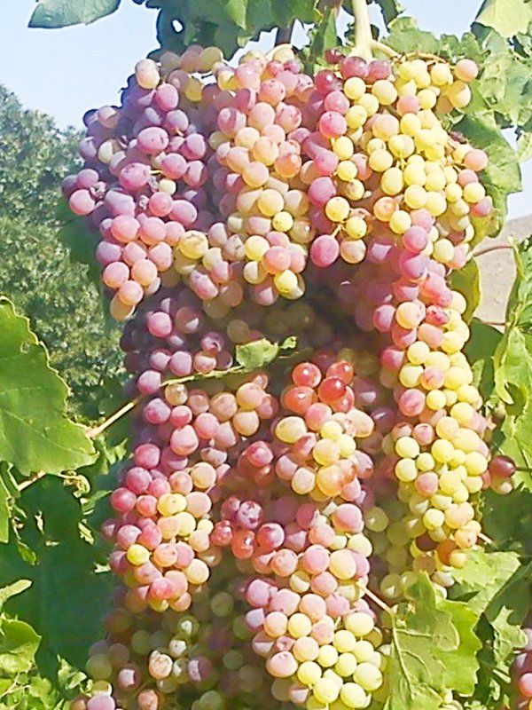 Despre efectele benefice ale „laptelui vegetal“ 90367