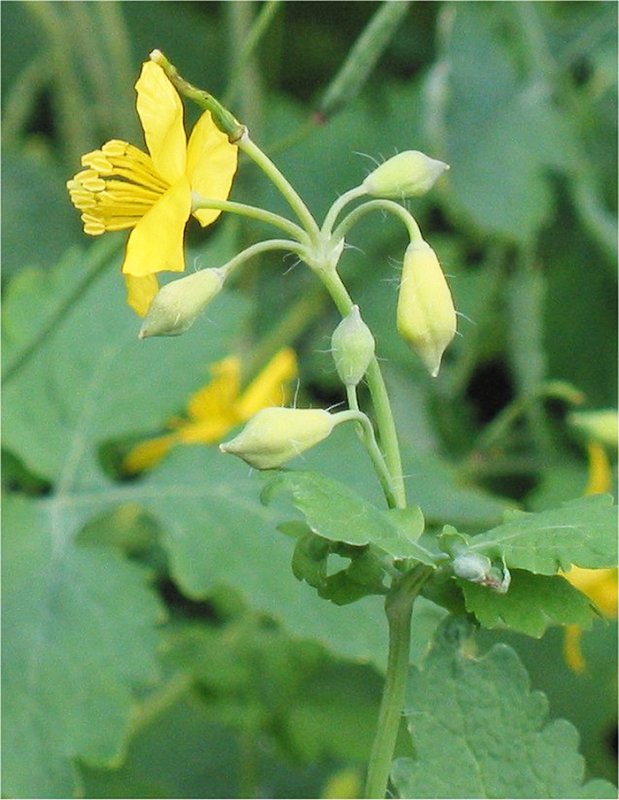 Rostopasca, „doctorul“ hepatitelor 90574