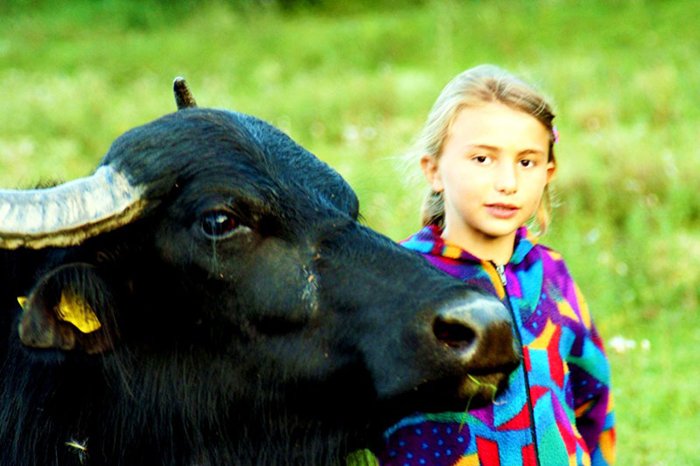 Viaţa parohiilor: Fata, bivolii şi icoana 90897