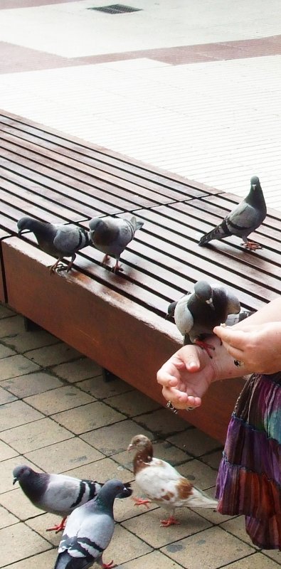 Viaţa în pace, mărturie a credinţei noastre 89355