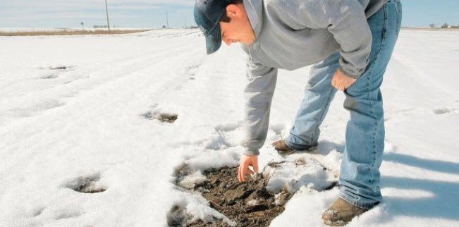 Culturile de toamnă, favorizate de zăpadă 88513