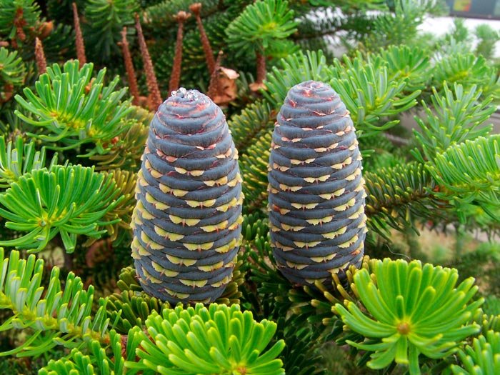 Acţiunile fitoterapeutice ale coniferelor 88537