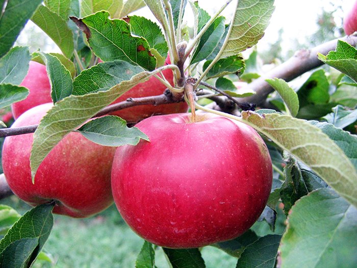 Ce alimente ne feresc de boli 89007