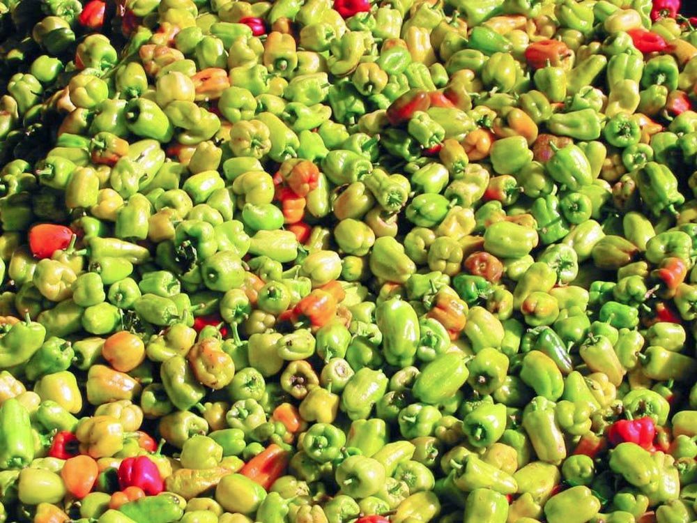 Beneficiile neştiute ale tomatelor, ardeilor şi legumelor uscate 88048