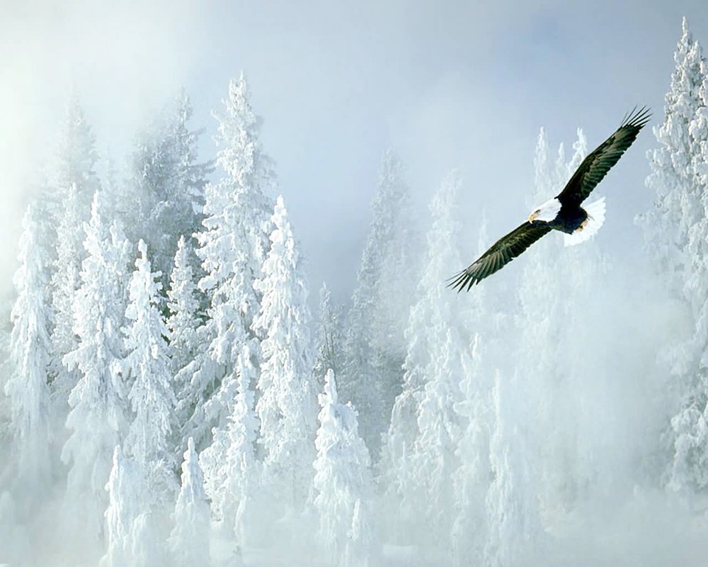 Tinereţe veşnic nouă 87653