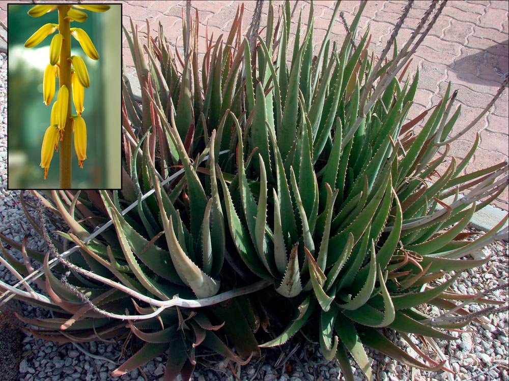 Recomandări de utilizare a plantei Aloe Vera 87569