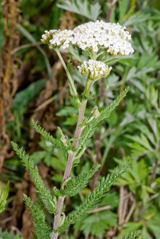 Enteritele şi enterocolitele în tratamentele naturiste 87311