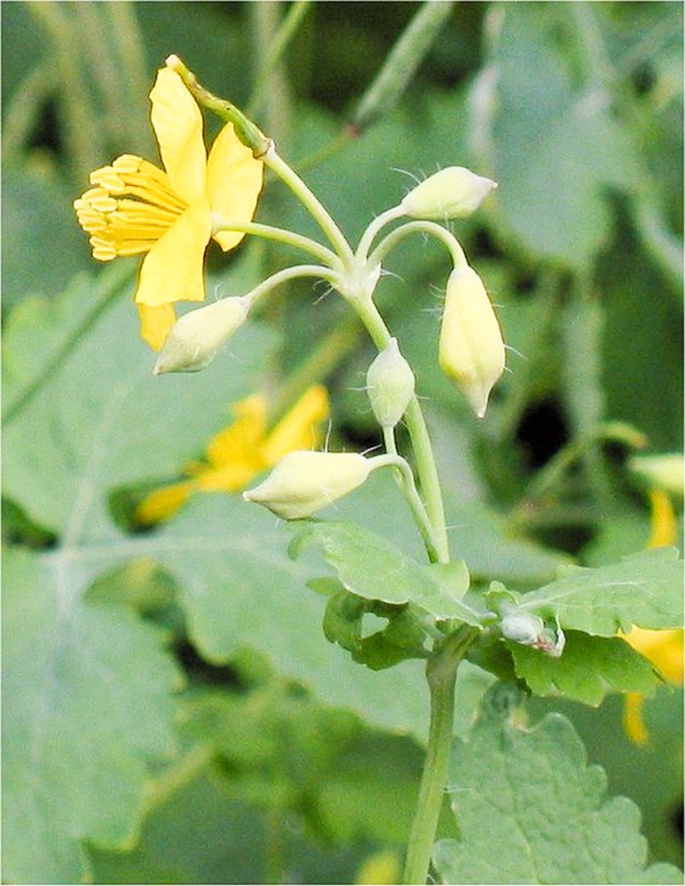 Decocturi recomandate bolnavilor cu icter 87186