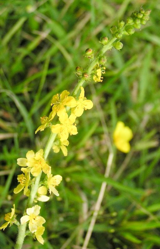 Fitoterapia dischineziei biliare 87047