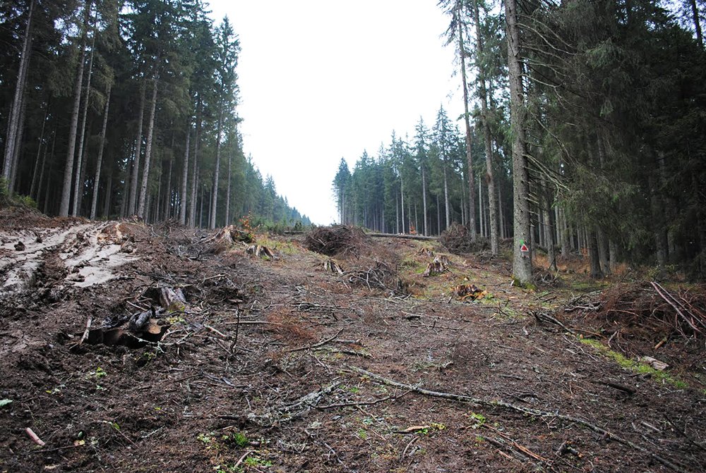 Noul Cod silvic aduce pedepse mult mai aspre 86761