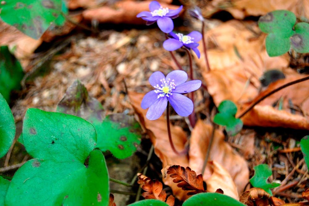 „Răsărit-a primăvara Postului şi floarea pocăinţei“ 86709