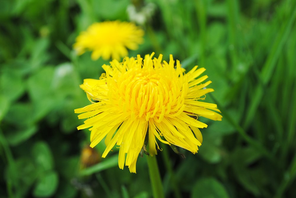 Păpădia, un arsenal de sănătate şi vitalitate 86582