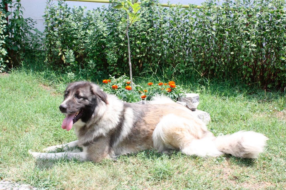 Mioriticii noştri au un trecut foarte îndepărtat 86323