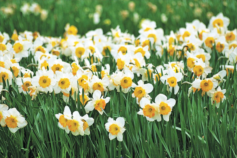 Narcise înflorite pe sute de hectare 86128
