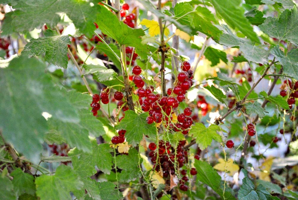 Avantajele consumului de vitamina C 85977