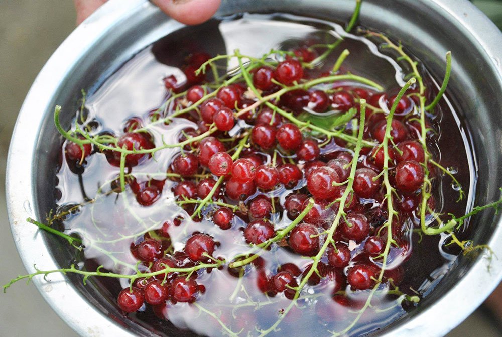 Rolul coacăzelor în fitoterapie 85823